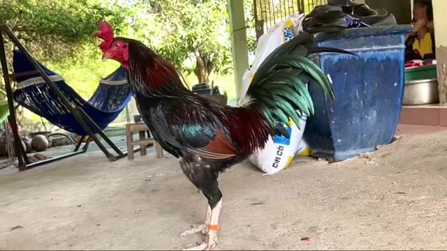 Nòi điều mật ms007 ( gà lớn kg ). Mua bán Gà tại Quận 12 Tp Hồ Chí Minh được đăng bởi Duy Tâm hình 1