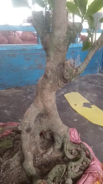 Mai vàng bonsai