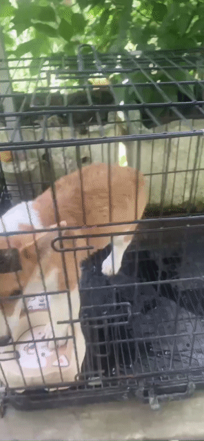 Chó Corgi Nâu trắng 3 tháng tuổi. Mua bán Chó tại Thành phố Vị Thanh Hậu Giang được đăng bởi Hậu Nguyễn hình 1