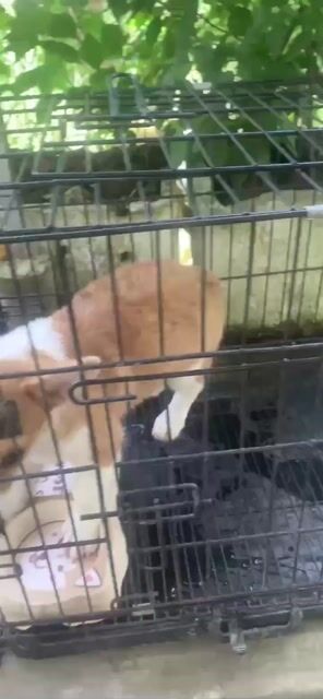 Chó Corgi Nâu trắng 3 tháng tuổi. Mua bán Chó tại Thành phố Vị Thanh Hậu Giang được đăng bởi Hậu Nguyễn hình 1
