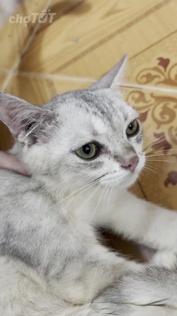 Mèo Anh lông ngắn lai đực xám trắng dưới 6 tháng. Mua bán Mèo tại Quận 11 Tp Hồ Chí Minh được đăng bởi mỹ lành nguyễn thị hình 1
