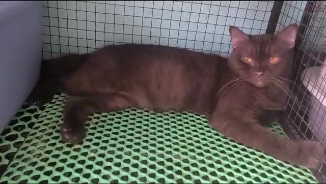 Mèo Aln trưởng thành khoẻ mạnh màu socola. Mua bán Mèo tại Quận Liên Chiểu Đà Nẵng được đăng bởi Tên chưa cung cấp hình 1