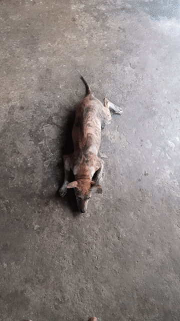 Chó Phú Quốc lai Cái Vàng vện 5 tháng. Mua bán Chó tại Thị xã An Nhơn Bình Định được đăng bởi độc hành bước  hình 1