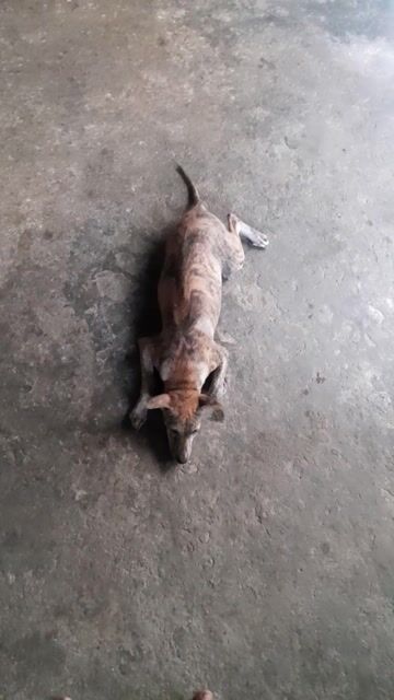 Chó Phú Quốc lai Cái Vàng vện 5 tháng. Mua bán Chó tại Thị xã An Nhơn Bình Định được đăng bởi độc hành bước  hình 1