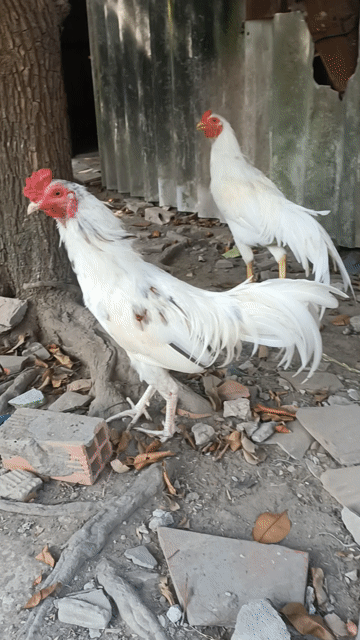 Gà 4 tháng 2kg Trắng. Mua bán Gà tại Huyện Châu Thành Trà Vinh được đăng bởi Cường hình 1