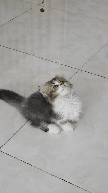 (Thanh lý) Mèo Munchkin lông dài Bi-golden cái . Mua bán Mèo tại Thành phố Thủ Đức Tp Hồ Chí Minh được đăng bởi Leo Petshop hình 1