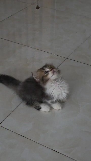 (Thanh lý) Mèo Munchkin lông dài Bi-golden cái . Mua bán Mèo tại Thành phố Thủ Đức Tp Hồ Chí Minh được đăng bởi Leo Petshop hình 1