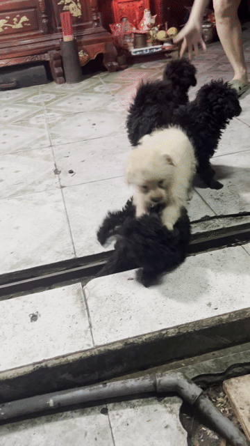 Chó cảnh Đực, Cái Đen, Trắng. Mua bán Chó tại Quận 11 Tp Hồ Chí Minh được đăng bởi Nguyễn thiện thực hình 1