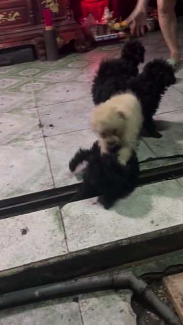 Chó cảnh Đực, Cái Đen, Trắng. Mua bán Chó tại Quận 11 Tp Hồ Chí Minh được đăng bởi Nguyễn thiện thực hình 1