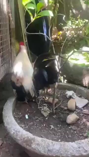 Gà Serama trống đen trắng nâu. Mua bán Gà tại Quận Hải Châu Đà Nẵng được đăng bởi Hieulam hình 1