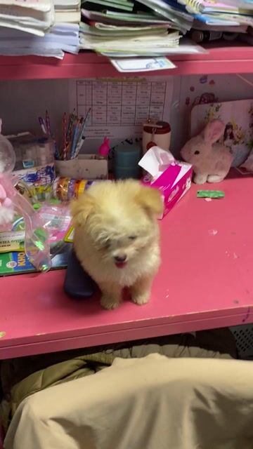 Chó Poodle cái 2.5 tháng đã tiêm. Mua bán Chó tại Quận Bắc Từ Liêm Hà Nội được đăng bởi Bích Nhị hình 1