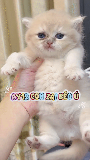 Mèo Golden / Munchkin Golden nhận gạch th7 đón. Mua bán Mèo tại Quận 3 Tp Hồ Chí Minh được đăng bởi Kim Phương hình 1