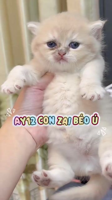 Mèo Golden / Munchkin Golden nhận gạch th7 đón. Mua bán Mèo tại Quận 3 Tp Hồ Chí Minh được đăng bởi Kim Phương hình 1