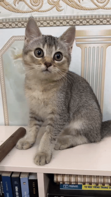 Mèo Anh lông ngắn Ticked Tabby Cái 3 tháng. Mua bán Mèo tại Quận Hà Đông Hà Nội được đăng bởi Nam Nguyen hình 1