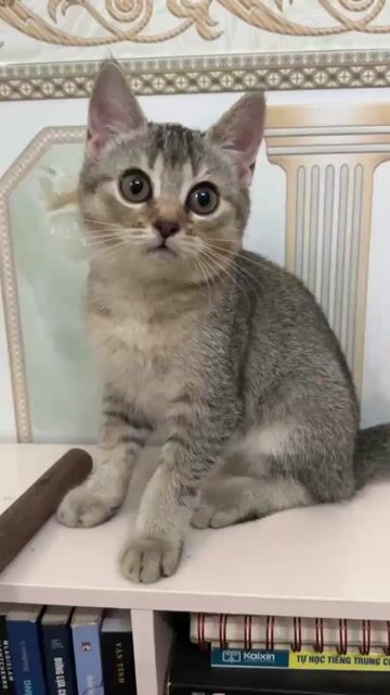 Mèo Anh lông ngắn Ticked Tabby Cái 3 tháng. Mua bán Mèo tại Quận Hà Đông Hà Nội được đăng bởi Nam Nguyen hình 1