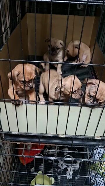 Chó Pug lai 2 tháng tuổi bé rất dễ thương ạ. Mua bán Chó tại Quận Ninh Kiều Cần Thơ được đăng bởi nguyen trúc sang hình 1