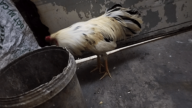 Gà chọi Trắng 2.6kg Đực 10 tháng. Mua bán Gà tại Quận 8 Tp Hồ Chí Minh được đăng bởi đại  hình 1