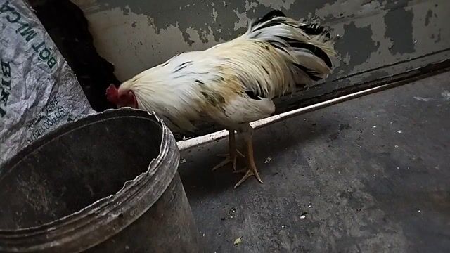 Gà chọi Trắng 2.6kg Đực 10 tháng. Mua bán Gà tại Quận 8 Tp Hồ Chí Minh được đăng bởi đại  hình 1