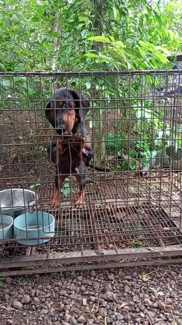 Chó cái 11 tháng đã chích ngừa. Mua bán Chó tại Huyện Trảng Bom Đồng Nai được đăng bởi Trần Văn lưu hình 1