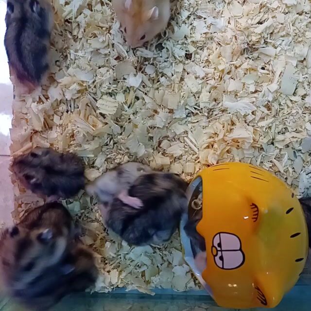 Hamster Winter White Baby Đực Cái. Mua bán Thú cưng khác tại Quận Cái Răng Cần Thơ được đăng bởi Hammie Heamster hình 1
