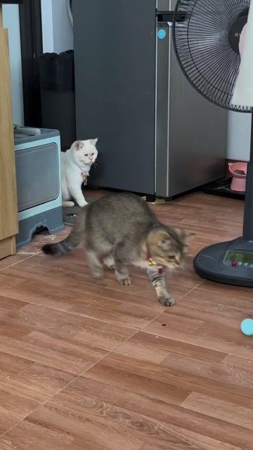 Mèo British Shorthair cái 1.5 tuổi. Mua bán Mèo tại Quận Bắc Từ Liêm Hà Nội được đăng bởi Lương Linh Trang hình 1