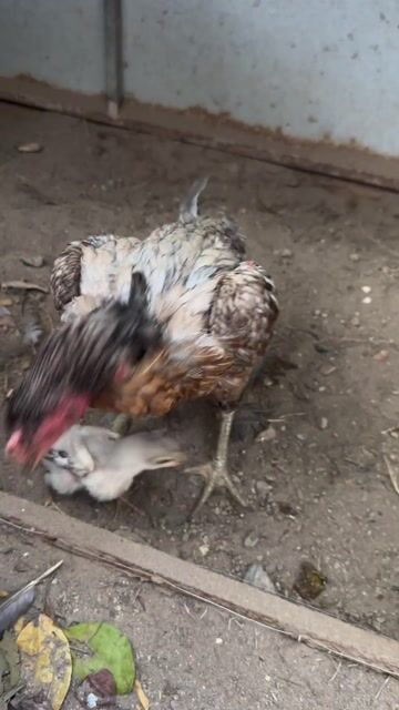 Gà Xám Mái 1 mẹ 1 con. Mua bán Gà tại Huyện Gia Lâm Hà Nội được đăng bởi Ng nhu nam hình 1