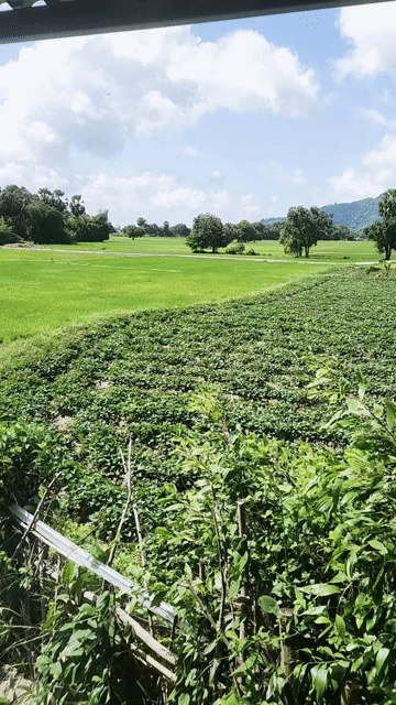 Mua bán Đất Huyện Tri Tôn An Giang diện tích 2500 m² giá 3 tỷ
