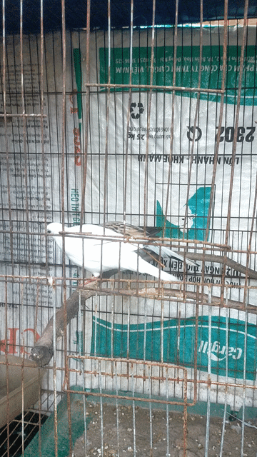 Chim cu Thái lứa đầu tiên. Mua bán Chim tại Huyện Ba Tri Bến Tre được đăng bởi Phuong Huynh hình 1