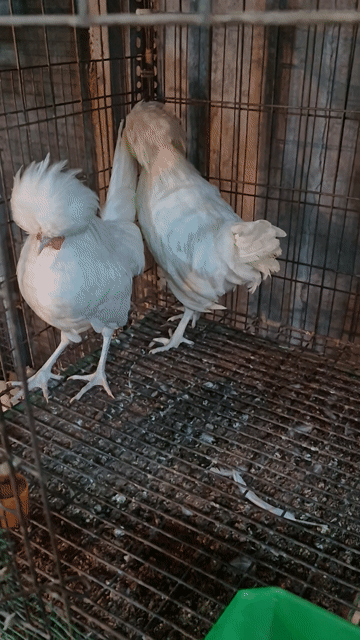 Gà brahma , balan. Mua bán Gà tại Thành phố Thủ Đức Tp Hồ Chí Minh được đăng bởi Gà Cảnh Bình Dương hình 1