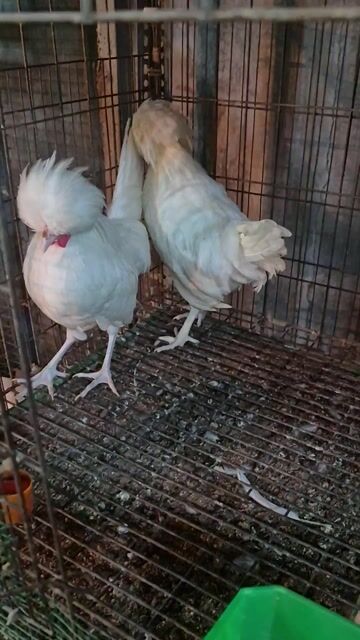Gà brahma , balan. Mua bán Gà tại Thành phố Thủ Đức Tp Hồ Chí Minh được đăng bởi Gà Cảnh Bình Dương hình 1