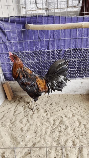 Que 3kg tay xương gân lông mới. Mua bán Gà tại Thành phố Sa Đéc Đồng Tháp được đăng bởi Hoàng Gà Đá  hình 1