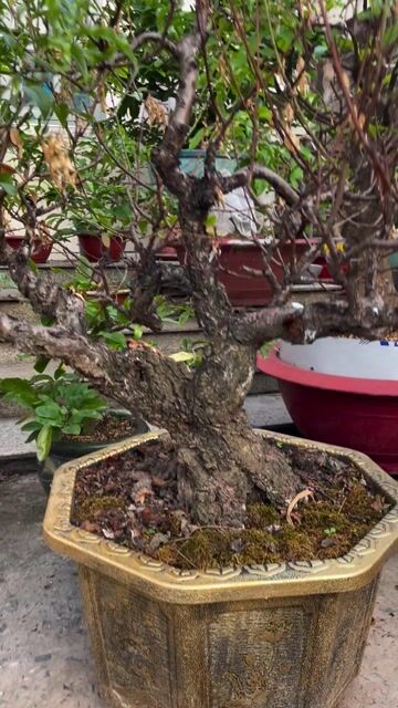 Đào bonsai Cổ thụ. Mua bán Cây cảnh, đồ trang trí tại Thành phố Dĩ An Bình Dương được đăng bởi Nguyen Hung hình 1