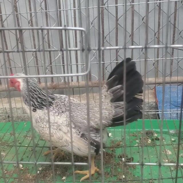 Gà mái tre bắc. Mua bán Gà tại Huyện Tân Hiệp Kiên Giang được đăng bởi Ha DANG hình 1