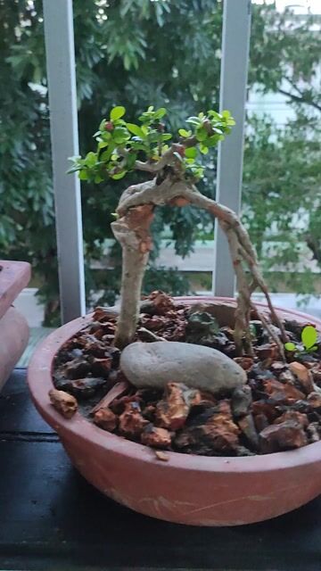 Cây cảnh Bonsai Khỏe mạnh. Mua bán Cây cảnh, đồ trang trí tại Quận Hải Châu Đà Nẵng được đăng bởi Lê thái thọ  hình 1