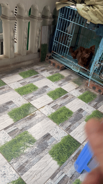 Chó Chihuahua Cái Socola Lông dài đã đẻ 1 lứa. Mua bán Chó tại Quận Hai Bà Trưng Hà Nội được đăng bởi Đào Minh Thắng hình 1