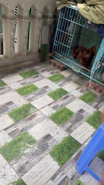 Chó Chihuahua Cái Socola Lông dài đã đẻ 1 lứa. Mua bán Chó tại Quận Hai Bà Trưng Hà Nội được đăng bởi Đào Minh Thắng hình 1