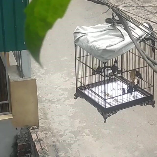 Chim chào mào giọng đanh hay. Mua bán Chim tại Quận Bắc Từ Liêm Hà Nội được đăng bởi Việt Tùng hình 1