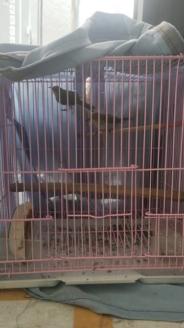 chim đc tuyển lựa chim tơ vùng này bao ae hót liu. Mua bán Chim tại Quận Tân Phú Tp Hồ Chí Minh được đăng bởi Uyen hình 1