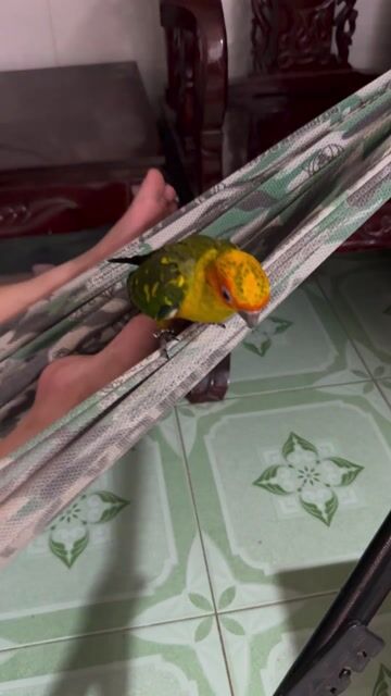 Chim Sun Conure 2 tháng. Mua bán Chim tại Quận Bình Thuỷ Cần Thơ được đăng bởi Thanh Tâm 1985 hình 1