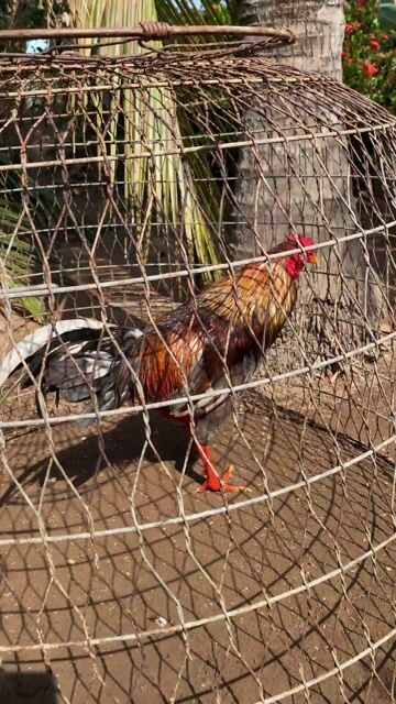 Xám 2kg7. Mua bán Gà tại Huyện Tân Phú Đông Tiền Giang được đăng bởi Cảnh Gà TG hình 1