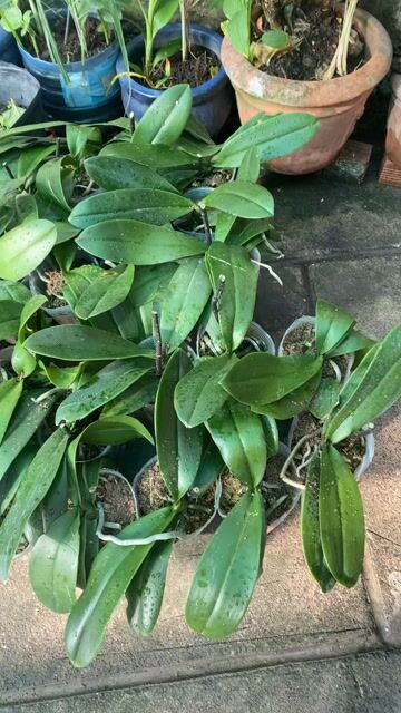 Thanh lý lan hồ điệp con tươi tốt. Mua bán Cây cảnh, đồ trang trí tại Quận 12 Tp Hồ Chí Minh được đăng bởi Mr Thông hình 1