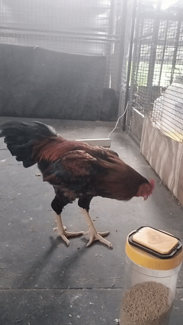 Gà trống Nâu đỏ, đen 2.9 kg Khỏe mạnh. Mua bán Gà tại Huyện Bình Chánh Tp Hồ Chí Minh được đăng bởi Tùng hình 1