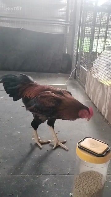 Gà trống Nâu đỏ, đen 2.9 kg Khỏe mạnh. Mua bán Gà tại Huyện Bình Chánh Tp Hồ Chí Minh được đăng bởi Tùng hình 1