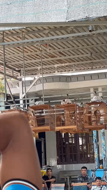 Chim chào thi tuần 4 mua. Mua bán Chim tại Huyện Hóc Môn Tp Hồ Chí Minh được đăng bởi Ngọc phạm hình 1