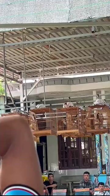 Chim chào thi tuần 4 mua. Mua bán Chim tại Huyện Hóc Môn Tp Hồ Chí Minh được đăng bởi Ngọc phạm hình 1