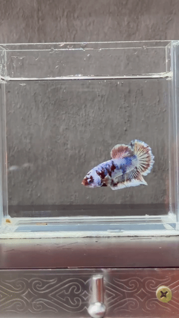 Cá Betta Đa sắc. Mua bán Thú cưng khác tại Quận Tân Phú Tp Hồ Chí Minh được đăng bởi Tài hình 1