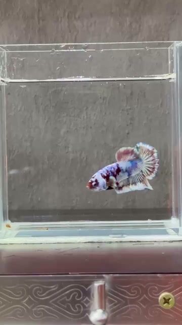 Cá Betta Đa sắc. Mua bán Thú cưng khác tại Quận Tân Phú Tp Hồ Chí Minh được đăng bởi Tài hình 1