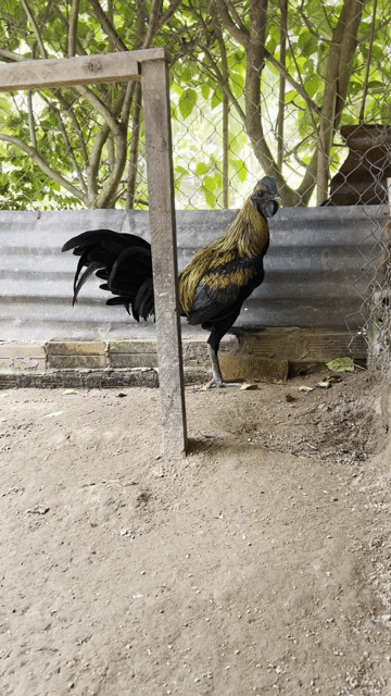 Gà Peru Black Night 12 tháng Đen, Nâu. Mua bán Gà tại Huyện Trà Ôn Vĩnh Long được đăng bởi SƯ KÊ hình 1