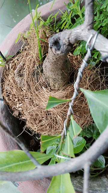 Chạu mai vàng. Mua bán Cây cảnh, đồ trang trí tại Quận Gò Vấp Tp Hồ Chí Minh được đăng bởi trinh thai hình 1