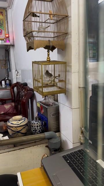 sâu đầu đỏ thuần, hơn 2 năm lồng. Mua bán Chim tại Thành phố Thủ Dầu Một Bình Dương được đăng bởi Thái hình 1